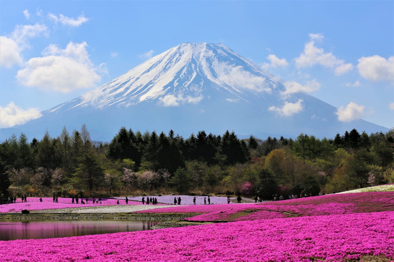 Taman Bunga Musiman di Hokkaido Surga Warna-Warni yang Bikin Feed Instagram Makin Estetik